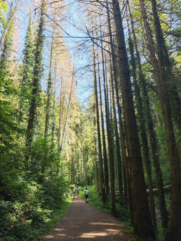 Im Butzerbachtal wandern zu den Wasserfälle